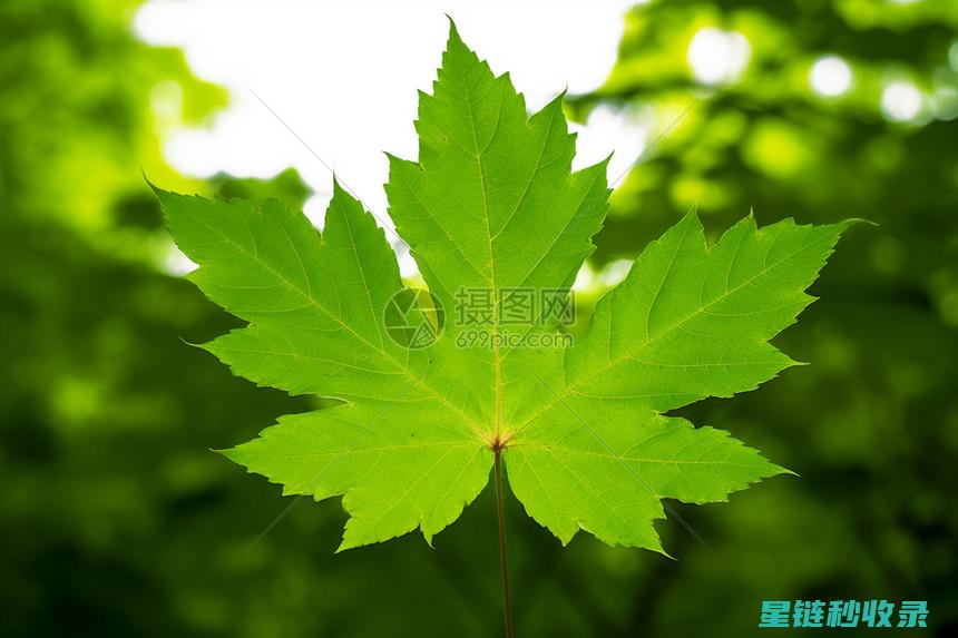 叶片光亮植物的养护指南：打造绿意盎然的家居环境 (叶片光亮植物图片)