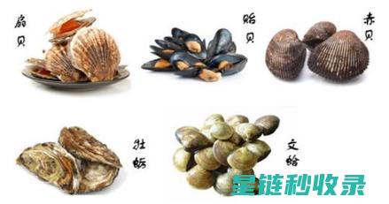 贝类吐沙：海洋生物与环境的对话 (贝类 吐沙)